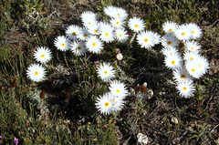 Helichrysum lancifolium