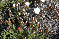 Helichrysum lancifolium