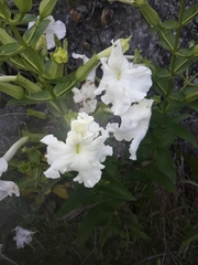 Escobedia grandiflora