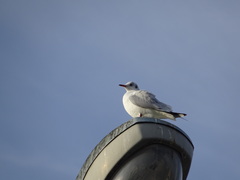 Chroicocephalus ridibundus