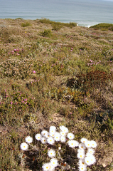 Helichrysum lancifolium