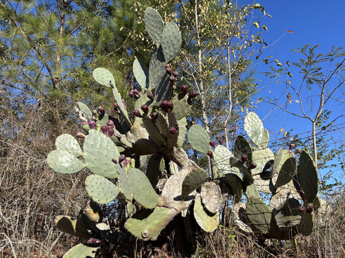 Opuntia tunoidea, photograph 5