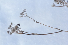 Kitagawia baicalensis