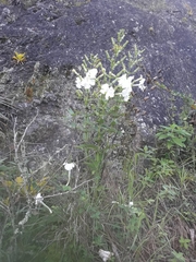 Escobedia grandiflora