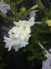 Escobedia grandiflora