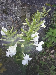 Escobedia grandiflora