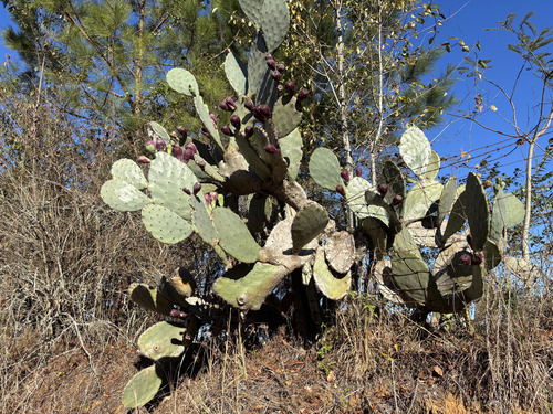 Opuntia tunoidea, photograph 6