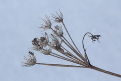 Kitagawia baicalensis