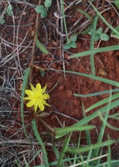 Corchorus asplenifolius