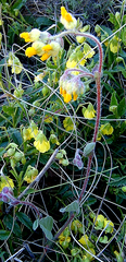 Hermannia decumbens