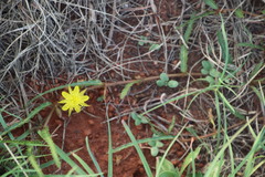 Corchorus asplenifolius
