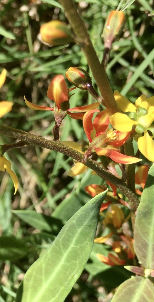 Galphimia australis