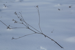 Kitagawia baicalensis