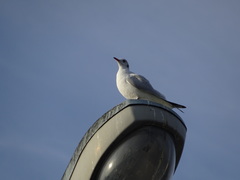 Chroicocephalus ridibundus