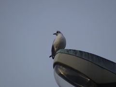 Chroicocephalus ridibundus