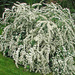 Bridal-Wreath - Photo (c) James Steamer, some rights reserved (CC BY-NC), uploaded by James Steamer