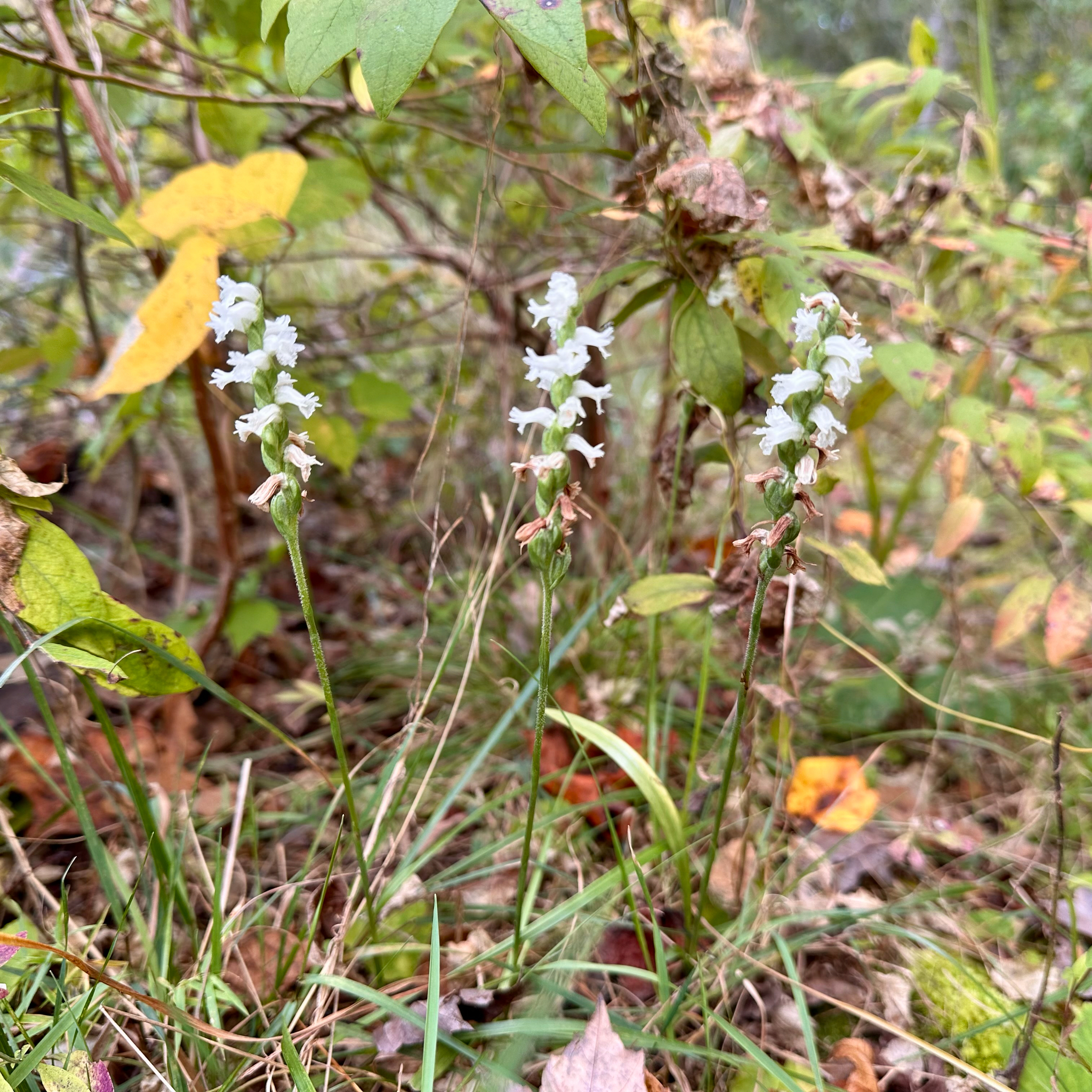 Appalachian Ladies’ Tresses (Spiranthes arcisepala)