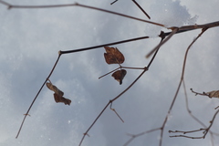 Thalictrum minus