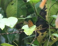 Mycalesis patnia