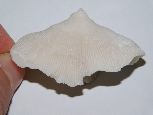 Cayo Blanco