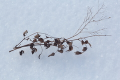 Thalictrum minus