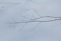 Thalictrum minus