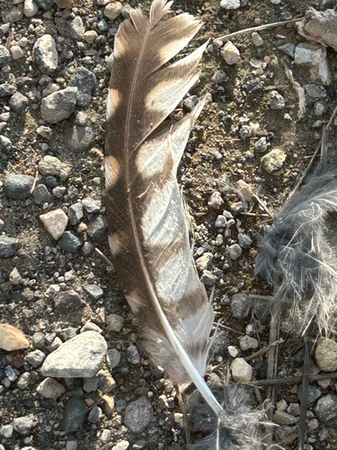 View observation of {o.common_name} on iNaturalist