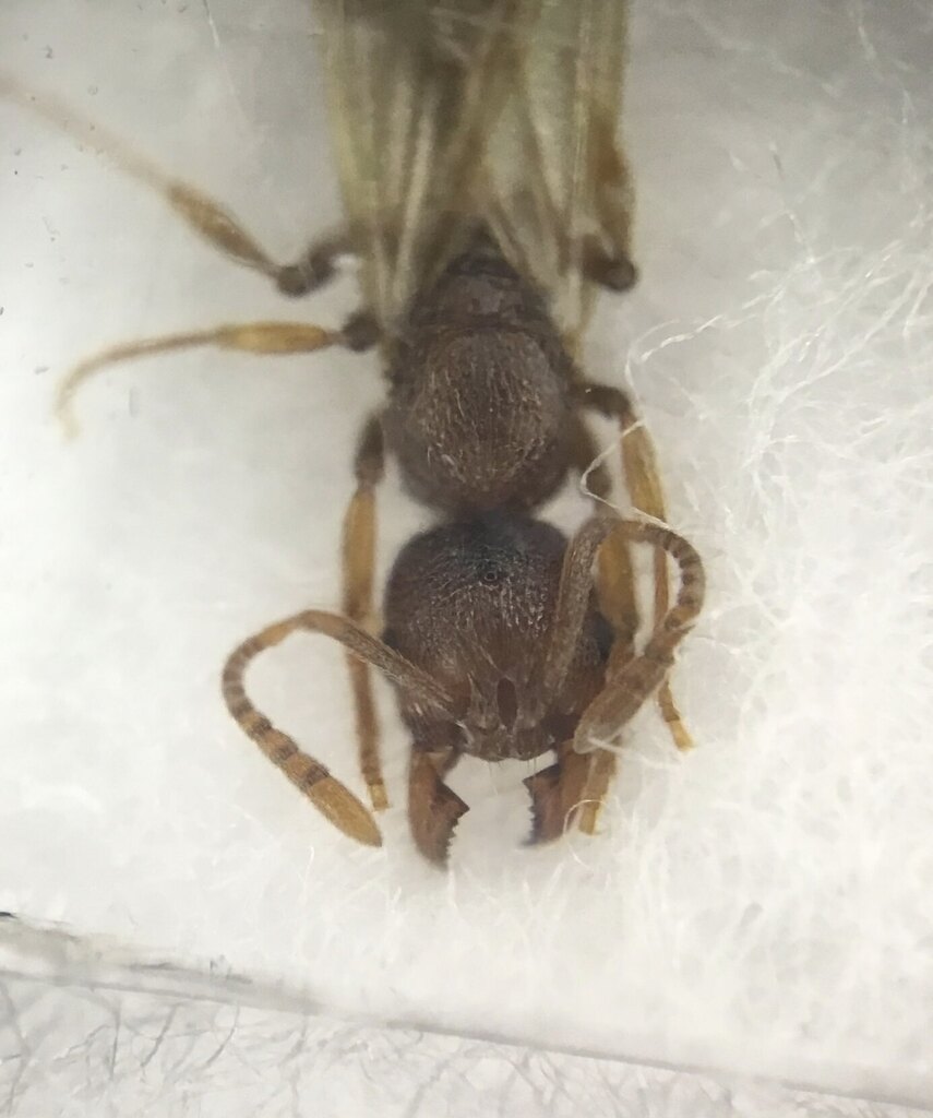 Westwood's Ant
