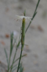 Dianthus angrenicus