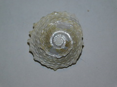 Lithopoma phoebium image