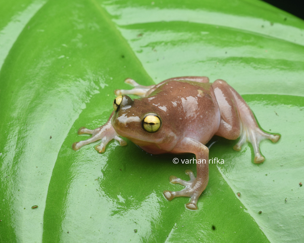 Oreophryne unicolor (Oreophryne unicolor)