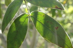 Senna villosa