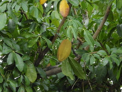 Pachira