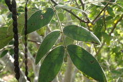 Senna villosa