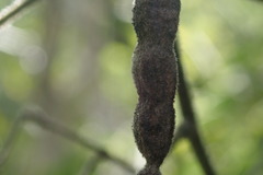 Senna villosa