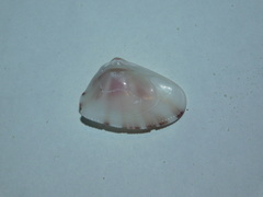 Donax denticulatus