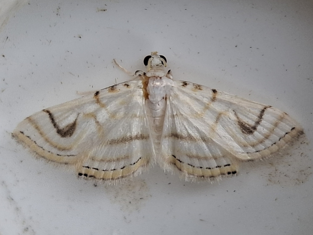 Neurophyseta renata