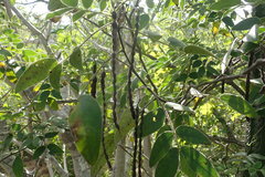Senna villosa