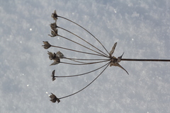 Bupleurum multinerve