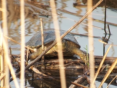 Mauremys leprosa leprosa