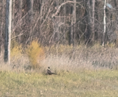 Ring-necked Pheasant