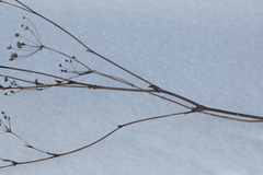 Bupleurum multinerve