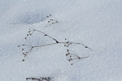 Bupleurum multinerve