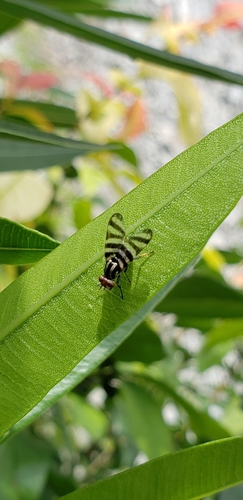 Pterotaenia fasciata photo 4