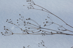 Bupleurum multinerve