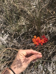 Asclepias lanceolata image