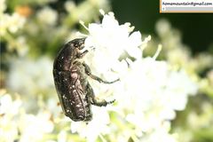 Protaetia brevitarsis