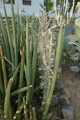 Sansevieria pearsonii