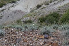 Convolvulus krauseanus