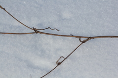 Bupleurum multinerve